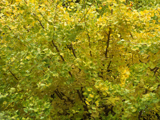 Ginkgo-Ginkgo biloba- leaves has become a little yellow in Tokyo, JAPAN. It is in December.