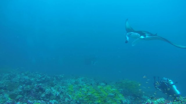 underwater cameraman shooting Giant oceanic manta ray (Manta birostris) swim in the blue water, Indian Ocean, Maldives
