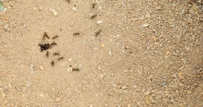 Black ants build home in dry desert soil