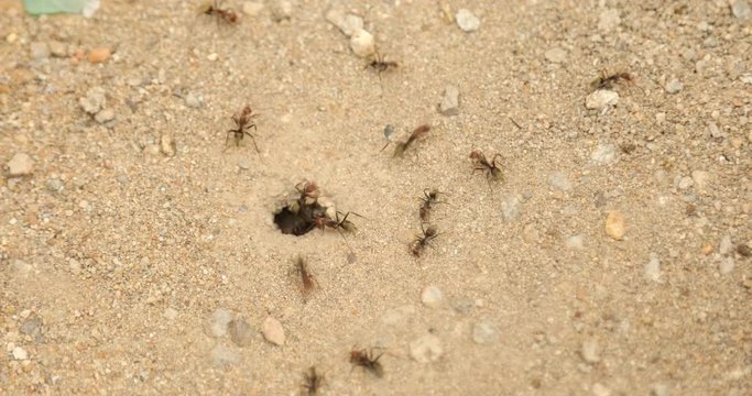 Black ants build home in dry desert soil