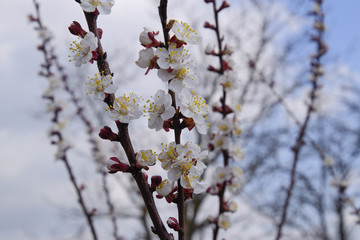 Spring flowering trees. Pollination of flowers of apricot. Bloom