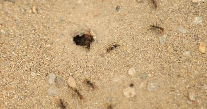 Black ants build home 
