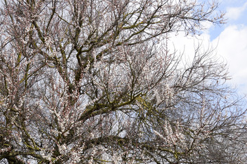 Spring flowering trees. Pollination of flowers of apricot. Bloom