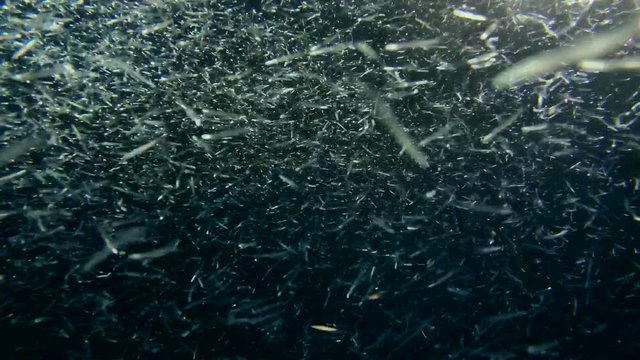 school of small fish hunts at night on zooplankton and a large fish hunts a school of small fish, night  diving, Indian Ocean, Maldives

