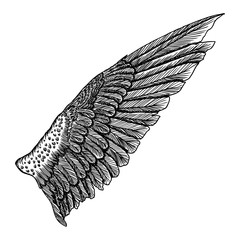 Vintage wing isolated on white background. Design elements for logo, label, emblem. Heraldic hand drawn wing for tattoo. Vector.