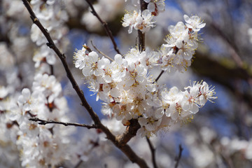 Spring flowering trees. Pollination of flowers of apricot. Bloom