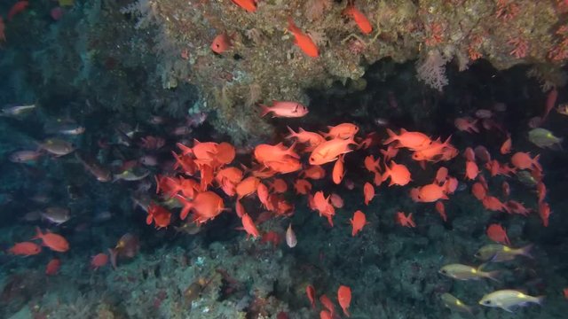  school of fish Pinecone Soldierfish (Pinecone Soldierfish) under a canopy of coral reef, Indian Ocean, Maldives
