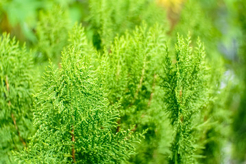 abstract green bokeh nature background
