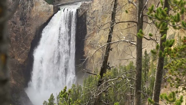 View through the Trees of Lower Yellowstone Falls