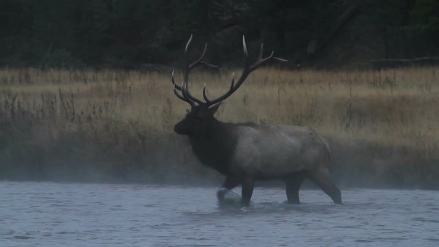 Bull Elk Crossing River