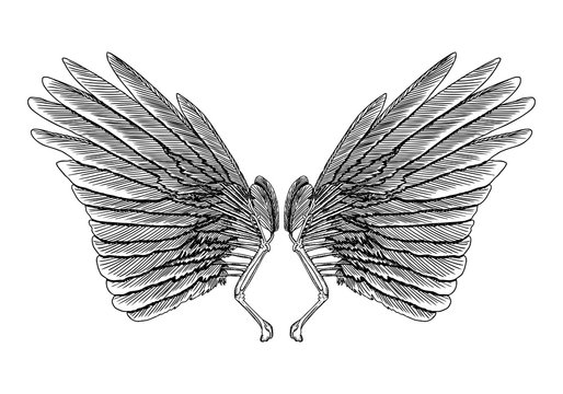 Wings. Set of black white bird and angel wings in open position isolated vector illustration.