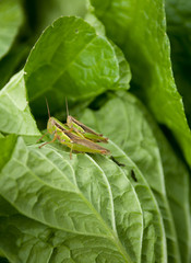 Grasshopper mating
