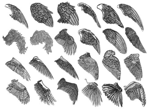 Naklejki Set of hand drawn vintage etched woodcut angel or bird detailed wings. Heraldic wings for tattoo and mascot design. Isolated sketch collection vector. Card, poster, t-shirt, smart phone, CD print.