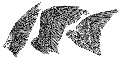 Wings set. Hand drawn detailed bird wings collection. Vector.