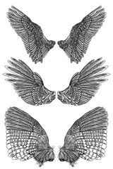 Pair of spread out eagle, falcon, hawk bird wings of different shape. Set of angel wings. Vector.