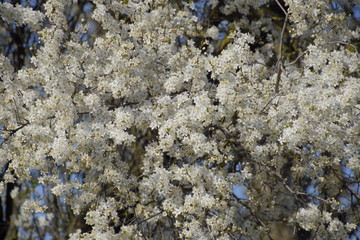 Spring flowering trees. Pollination of flowers of plum. Blooming wild plum in the garden