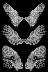 Angel or bird wings set. Sketch isolated vector illustration.