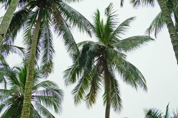 Fototapeta na wymiar Coconut palms.