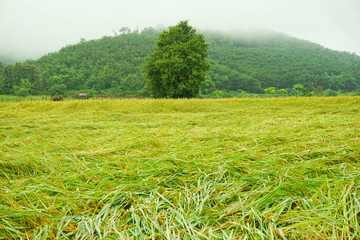Beautiful Green rice filed and blue sky