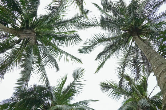 Coconut tree is a tall green tree brown.