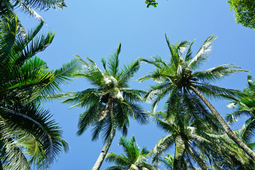 Obraz na płótnie Canvas Coconut palm tree on blue sky background