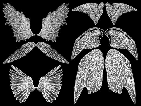 Angel or bird wings set. Sketch isolated vector illustration.