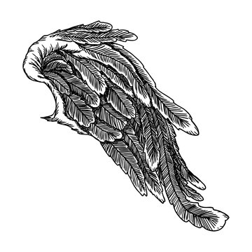 Angel Wing. Illustration on white background. Black and white style vector of bird wing.