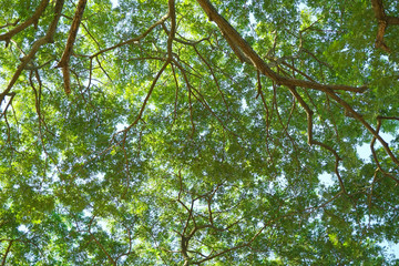 Green forest