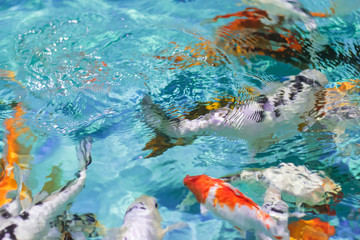 Fototapeta na wymiar Blurred background Chinese goldfish in pond with clean water.