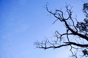 Surface of the tree branches with sky.