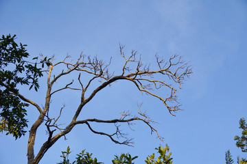 Naked branches of a tree against blue sky close up