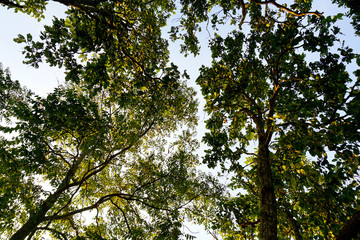 beautiful green forest in summer