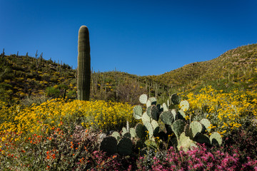 Sonoran Desert hillsides explode with colorful wild flowers.
