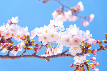 桜