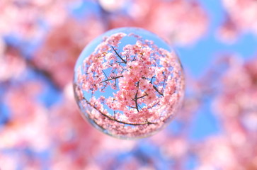 青空と河津桜を閉じ込めて