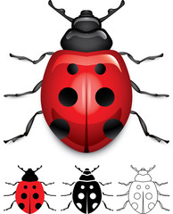 Ladybug stock photos and royalty-free images, vectors and illustrations