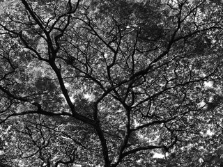Silhouette of tree. Black and white