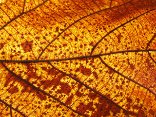 grunge autumn teak leaf texture