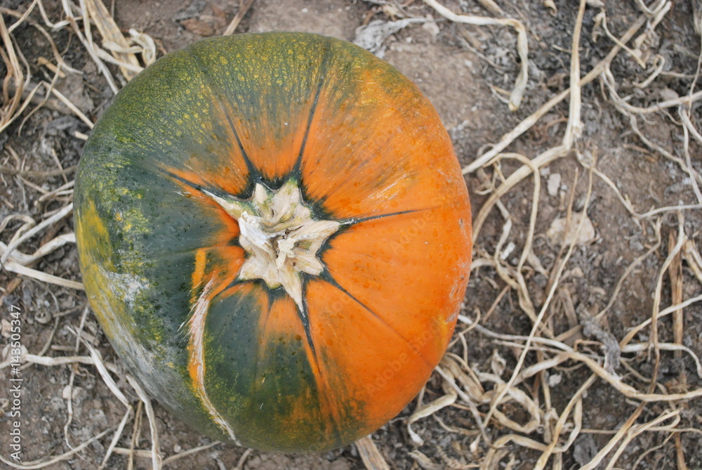 Wall mural orange and green pumpkin