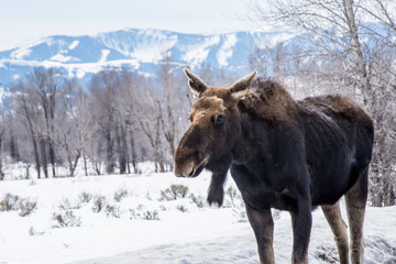A moose in the Winter with snow in national park