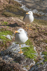 Rest leg bird