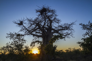 Baobab dans le parc national Kruger, Afrique du Sud