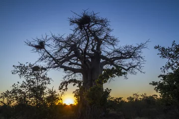 Crédence de cuisine en verre imprimé Baobab Baobab dans le parc national Kruger, Afrique du Sud