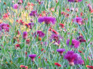 Beautiful field of texas wildflowers in the spring
