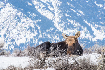 Moose in winter  is laying down on the snow in national park of north of usa