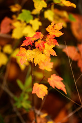 Maple Branch