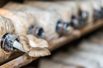 Fresh Angel mushrooms grow in nursery room with selective focus
