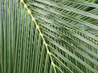 coconut leaves background of tree sunlight