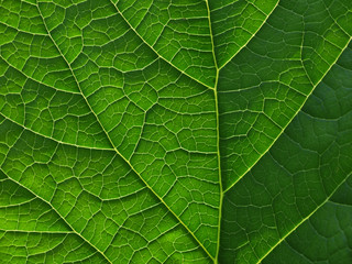 leaf texture