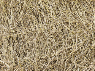 hay dry straw background